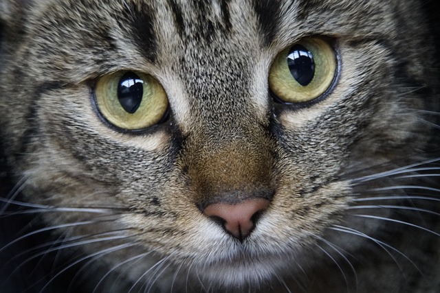 Shashi Hindiyeh tweet media