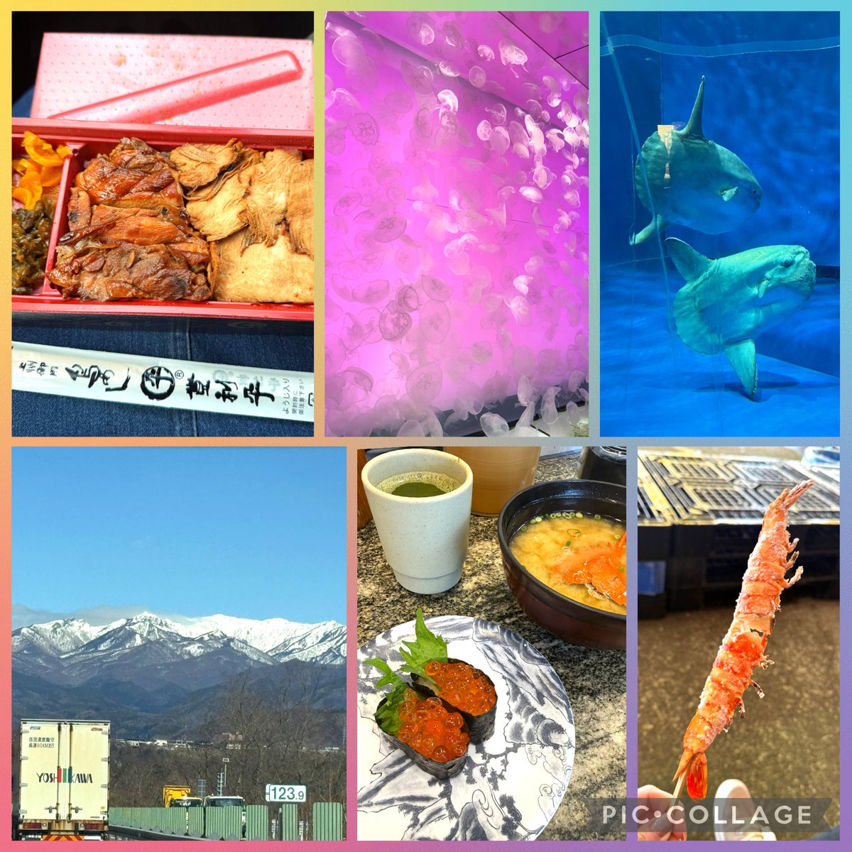 miima0920's tweet photo. 日帰りプチ旅行〜🚗³₃
あちこち行けて楽しかった♡
大好きな登利平のお��当✨
鶏肉好きにはたまらん(*´ч`*)
癒されましたぁ🫶 https://t.co/aeWNNWlE3K