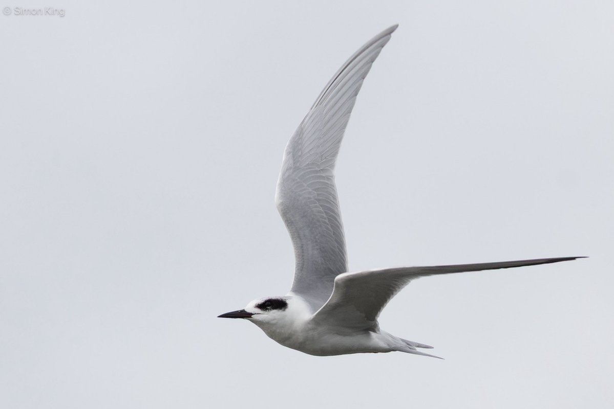 Simon King tweet media