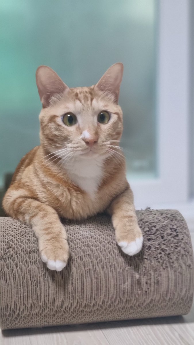 casa_delgatto tweet media