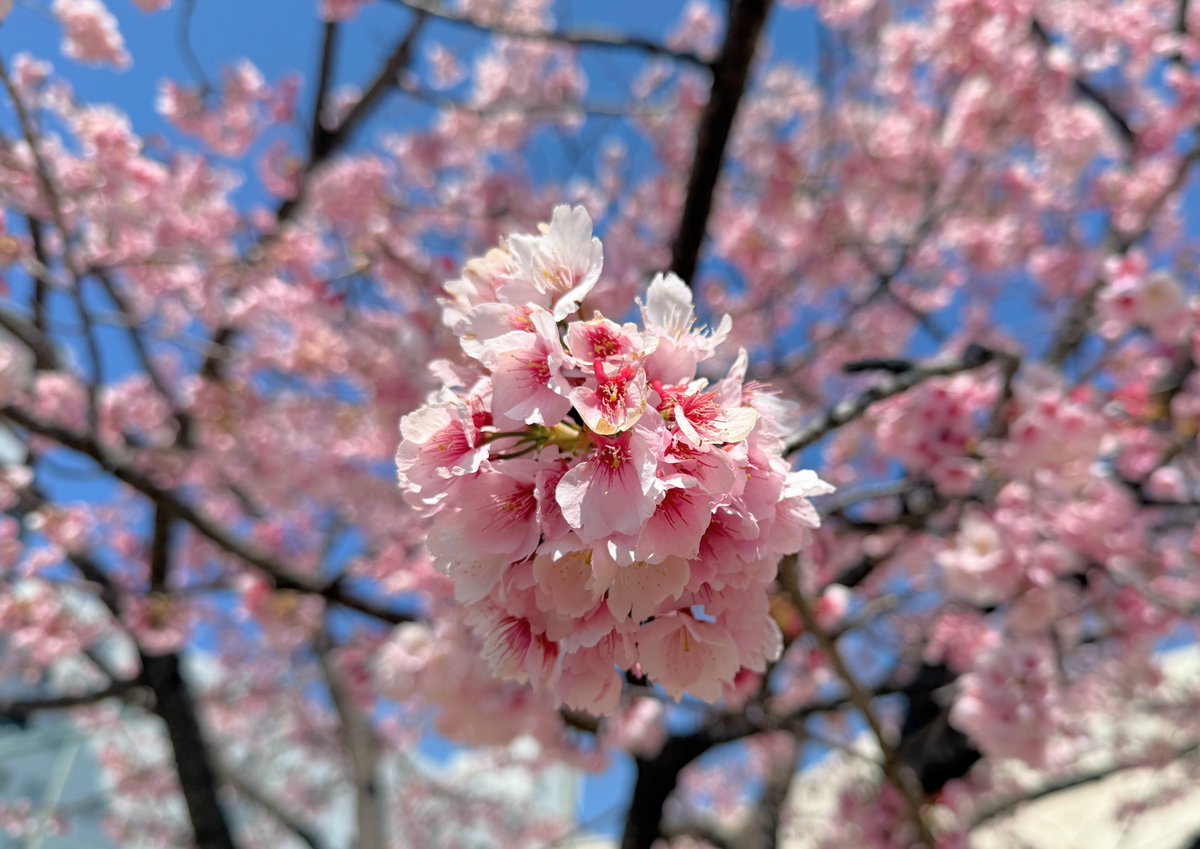 ハッチャン：ランニングアドバイザー tweet media