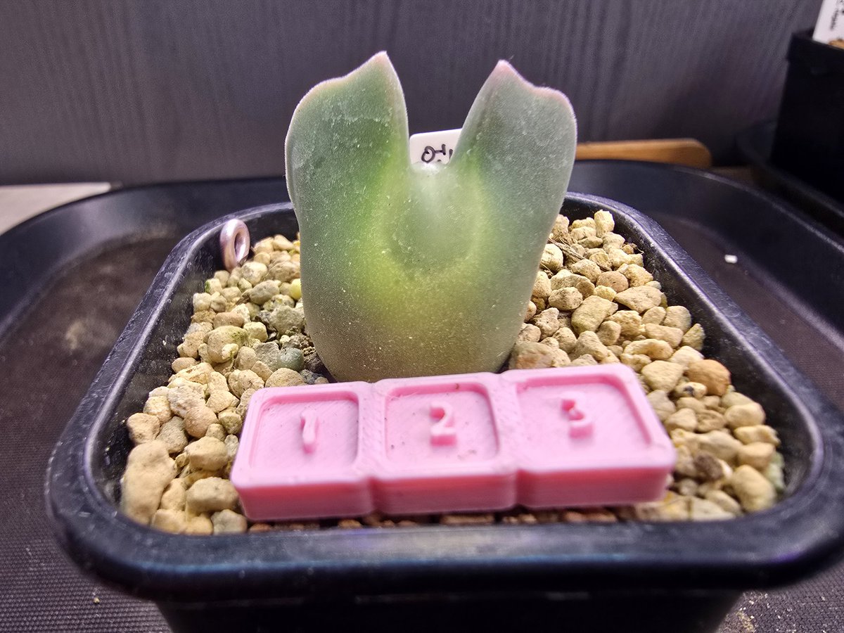 PulSudal's tweet photo. 🌱 리갈, 빌로붐, 코노 하월시아 개인 분양입니다.

https://t.co/irZpgqmMEF

집에서 기르다 자리 부족으로 여름이 되기 전 코노 특가 대방출합니다. 

상세 사진을 원하시면 자세히 찍어드립니다.

택배는 우체국으로 택배비는 4000원이며 5만원 이상 구매시 무료배송 합니다. https://t.co/FSeQUS6y6B