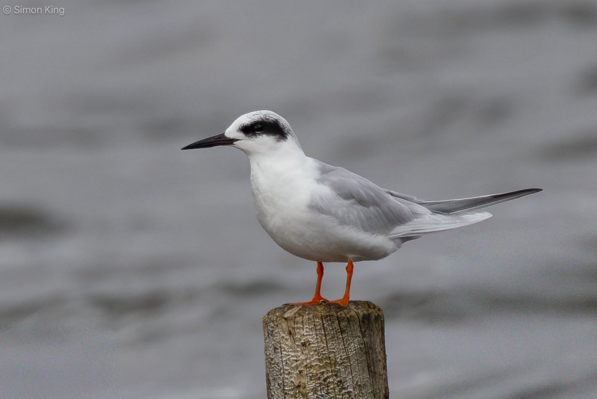 Simon King tweet media