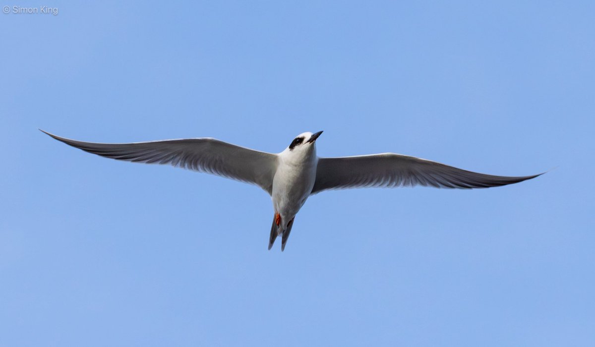 Simon King tweet media