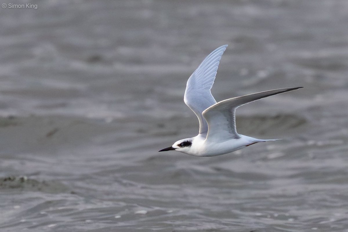 Simon King tweet media