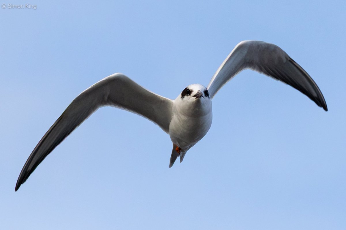 Simon King tweet media