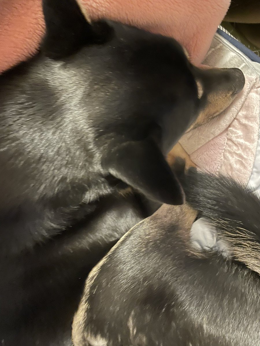 寒いのでずっと風呂キャン中のレイジ
寝てる時の肉球からのレイジ臭が強くなってて嬉しい🥹
もはや暖かくなっても風呂キャンし続けたいレベル🥹🥹