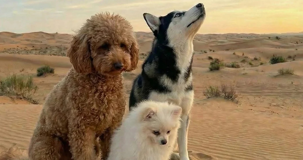 MENAFN's tweet image. 'No Pet Left Behind': Meet UAE-Based Volunteer Group Rescuing Abandoned Pets #Left #Behind': #Meet #UAE-Based #Volunteer #Group #Rescuing #Abandoned #Pets #Facebook #Twitter #Meta #Instagram #TikTok dlvr.it/TRRWLH