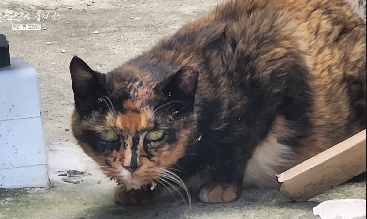 고라니머핀 tweet media