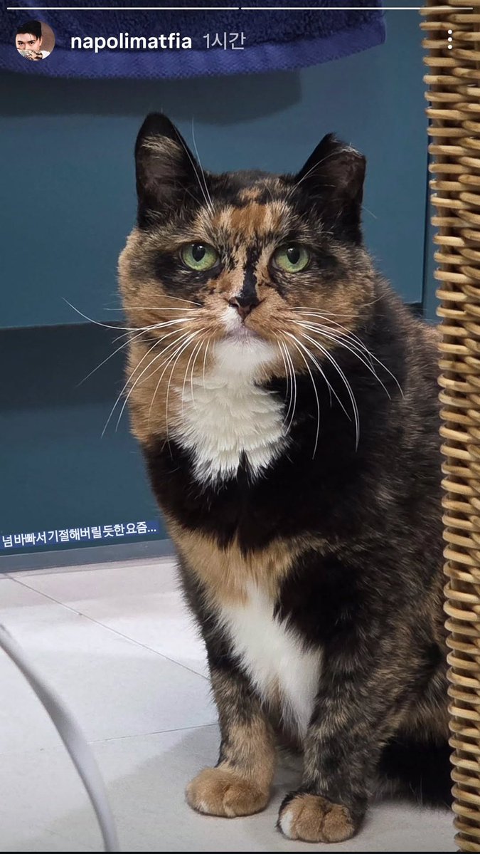 고라니머핀 tweet media