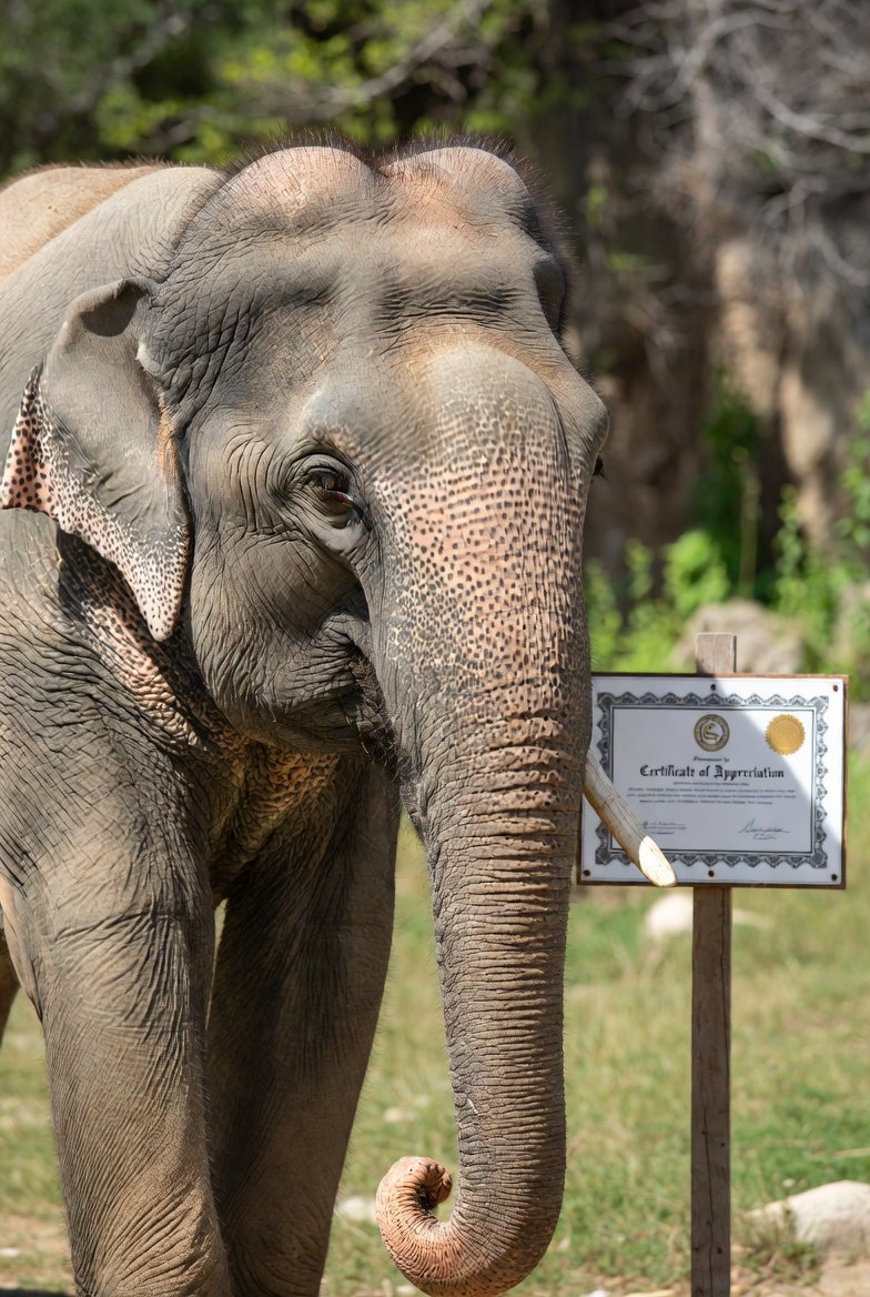 RARE RHINO STUDIOS,LLC tweet media