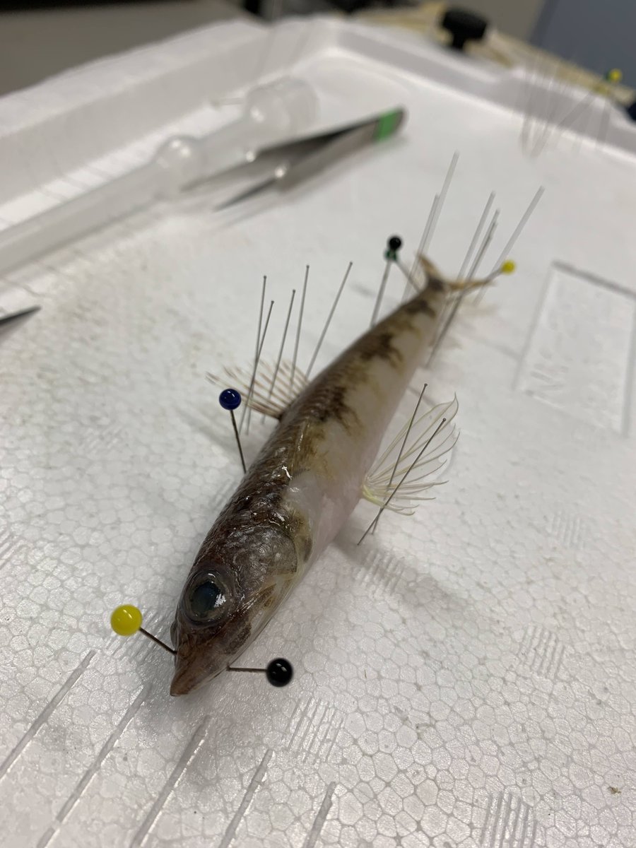 Mahiro Fukatani tweet media