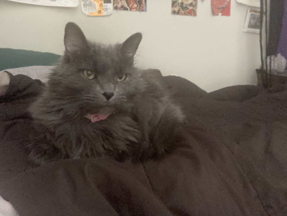 in the litterbox just farting