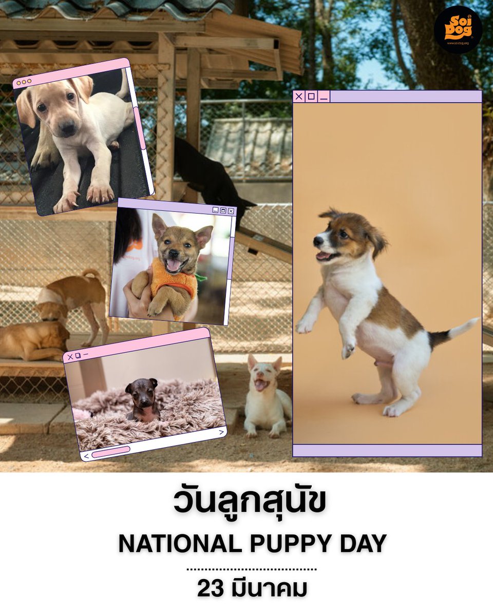 มูลนิธิเพื่อสุนัขในซอย (ซอยด๊อก) tweet media