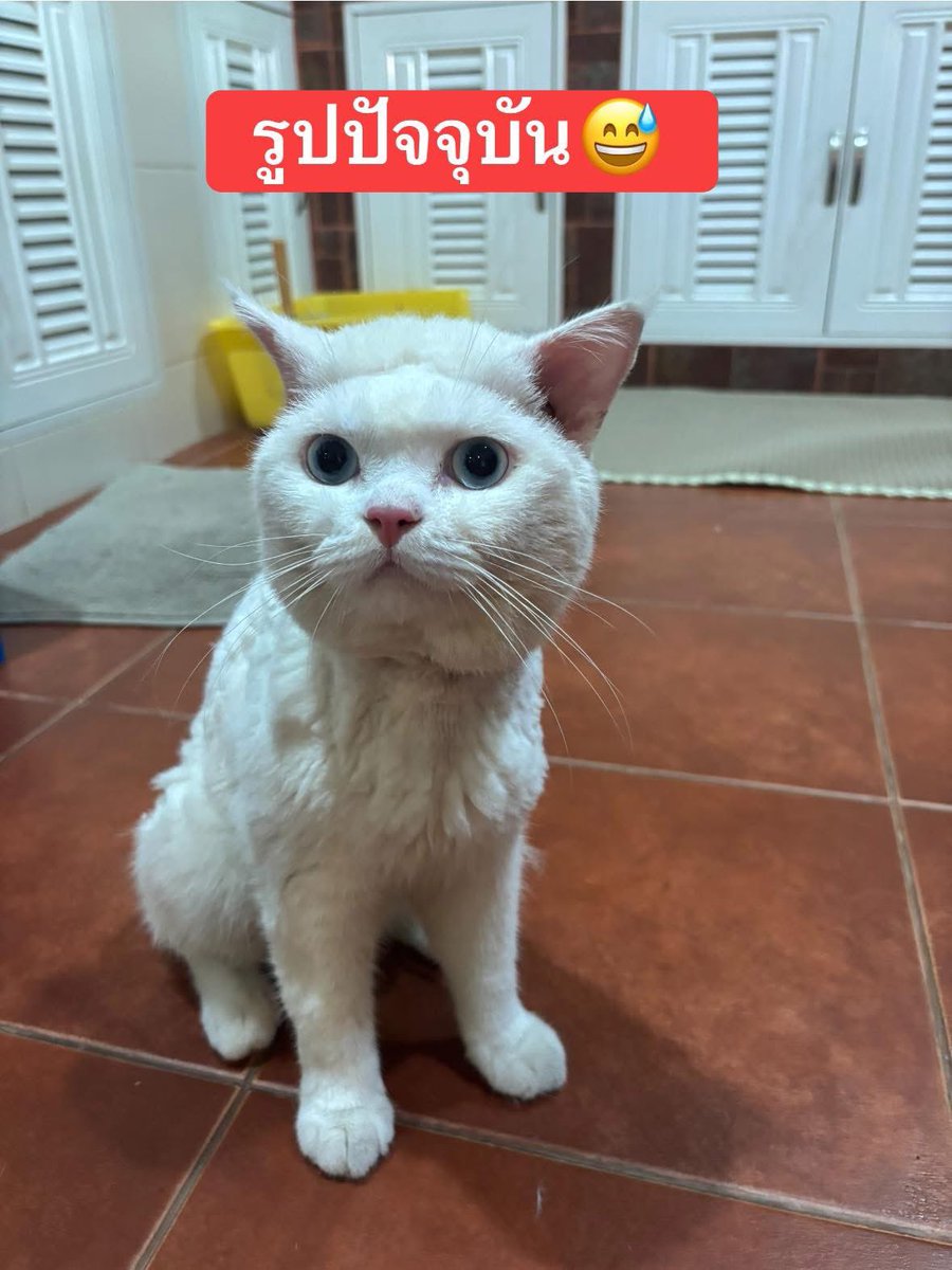 รบกวนช่วยรีทวิตนี้หน่อยค่ะ ตามหาน้องแมวค่ะ หาย ออกจากบ้าน คืนวันศุกร์ที่6 น้องแมวตัวผู้ตัวสีขาวตาฟ้าใส่ปลอกคอสีแดง ￼ น้องแมวชื่อทารุ ￼ใครเจอรบกวนติดต่อเบอร์นี้ได้เลยค่ะ 0641847091 ￼   
  พิกัด📍หมู่บ้านพาเซ็นโต้ แถวหาดน้ำริน จ.ระยองระยอง 
 มีเงินรางวัลนำส่ง ￼1000🙏
#แมวหาย