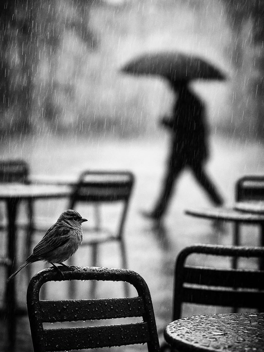 theglobalphotocommunity tweet media