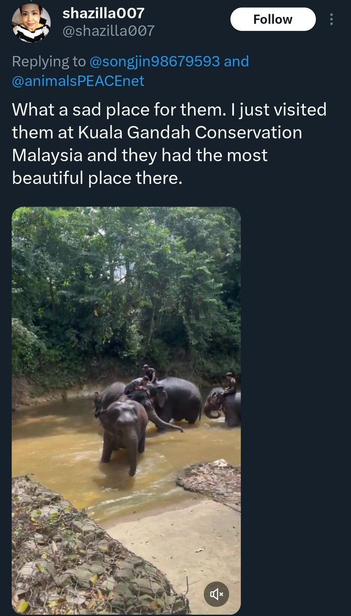 dilladontdodat's tweet photo. Habitat sebelum vs kawasan yg disediakan utk mereka di zoo tennoji, terlalu jauh bezanya.. 

Mesti dorg akan keliru dan tercari2 di mana kehijauan dan sungai tempat dorg membesar sebelum ni

😢 https://t.co/XxU9cBTHq4