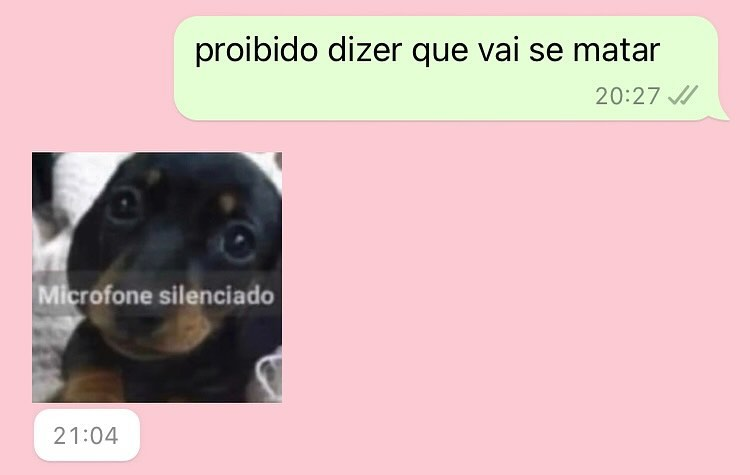 perfil dedicado a gatinhos e peitos tweet media