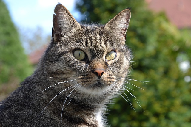 Dana Thompson tweet media