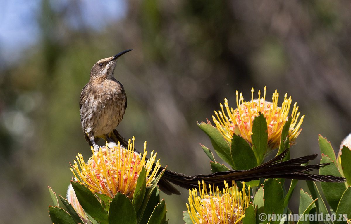 RoxanneReidSA's tweet image. Table Mountain’s green cloak that took 60 million years to weave dailymaverick.co.za/article/2026-0… via @dailymaverick #TableMountain #fynbos