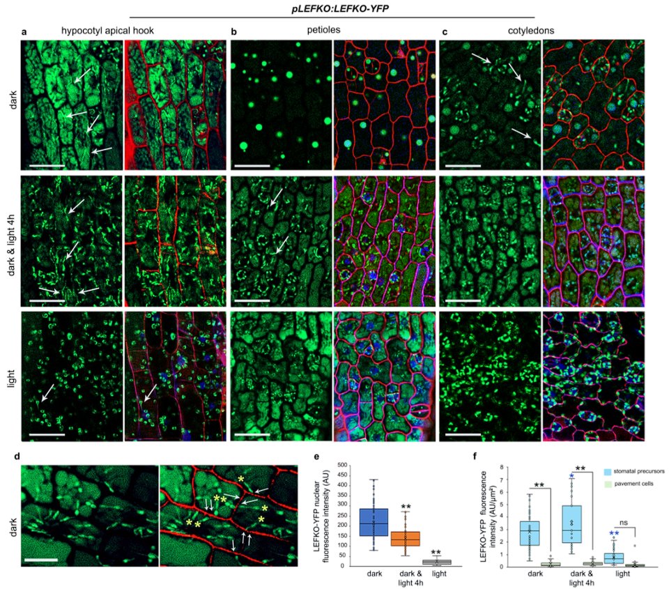 Plants_MDPI's tweet image. 🧬 One protein. Two compartments. A global impact on plant development.

LEFKOTHEA bridges nucleus &amp;amp; chloroplast to coordinate gene expression during the critical seedling-to-photosynthesis transition.

🔗 Discover it now: brnw.ch/21x0FoB

#Transcriptomics #Photosynthesis