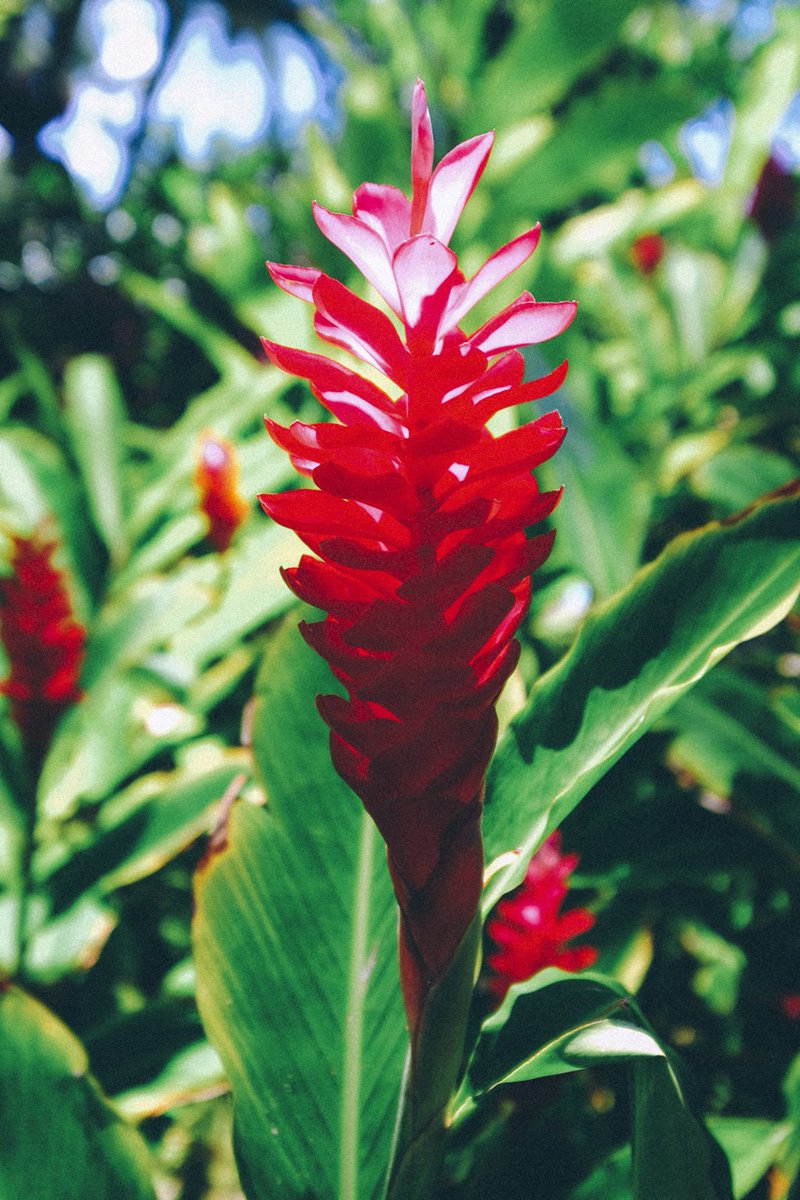 film // Kodak Gold 200
camera // Contax TVS