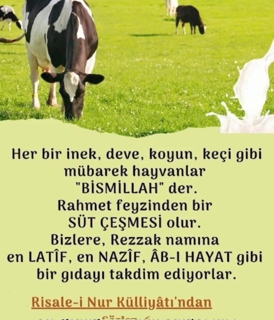 Lütfi Şaşmaz🦅 (@sasmaz_lutfi) on Twitter photo 