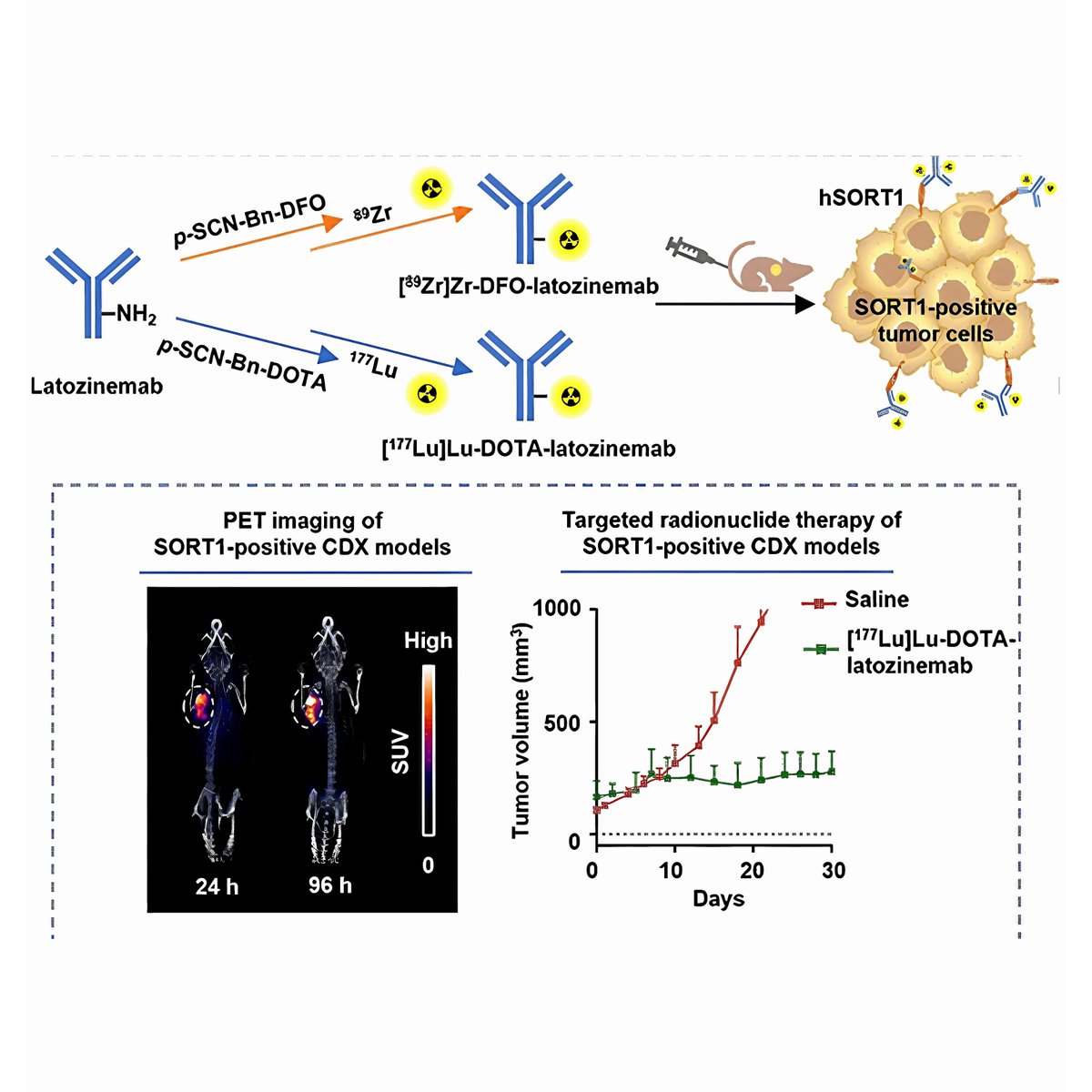 AmberBridge888's tweet photo. A promising new theranostic strategy for melanoma.
A team led by Prof. Zhibo Liu (Peking University) reported the first SORT1-targeting #theranostic pair in Journal of Medicinal Chemistry: ⁸⁹Zr-DFO-latozinemab for PET imaging and ¹⁷⁷Lu-DOTA-#latozinemab for #targeted therapy. https://t.co/jsaJv0HLWO