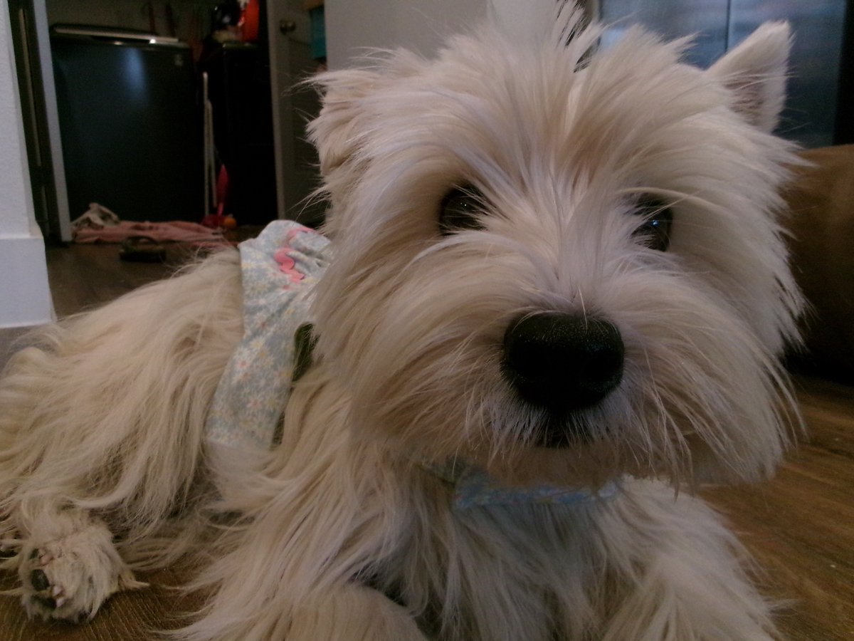 Travis Ford tweet media