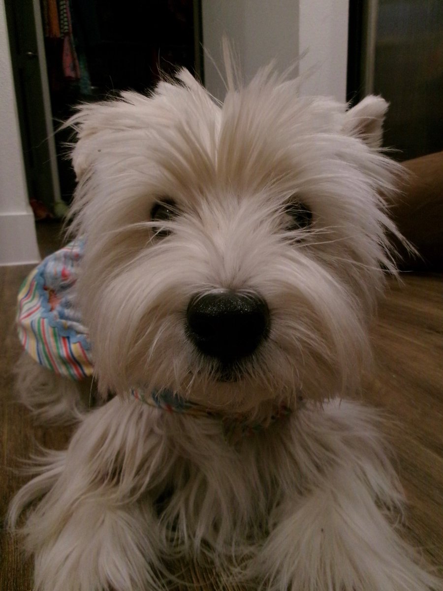 Travis Ford tweet media