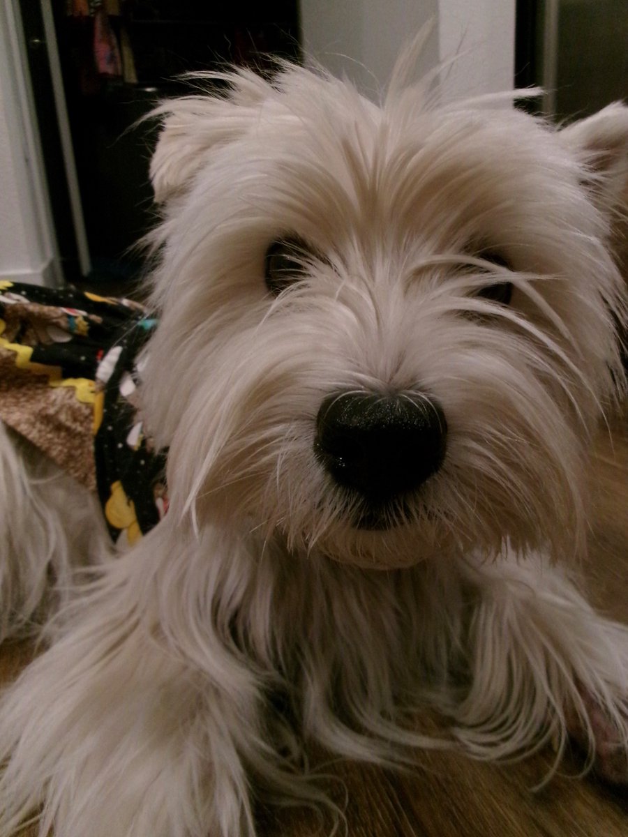 Travis Ford tweet media