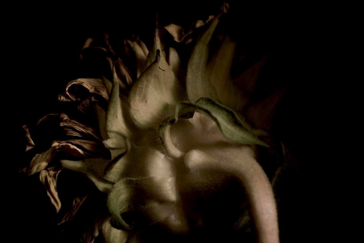 photo_yath's tweet image. 可視花

#sunflower