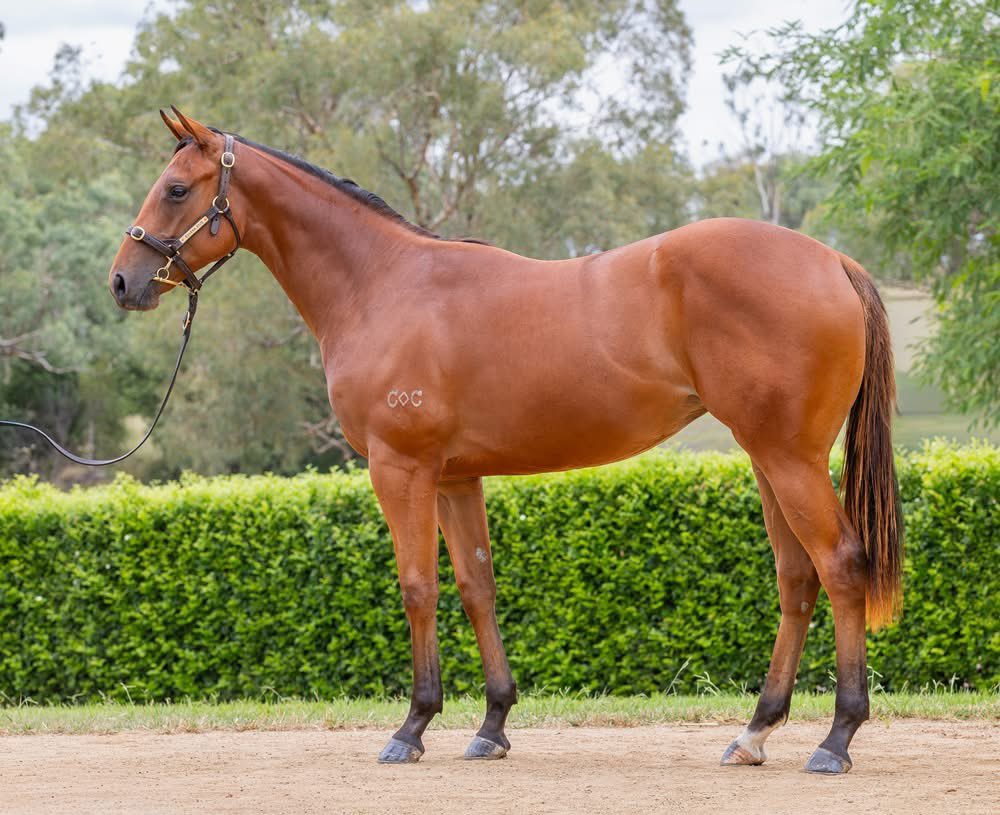 beck_racing's tweet photo. 🚨Purchase Alert 🚨

We have secured this beautiful filly by JONKER out of the Foxwedge mare LA CROFT, she's a beautifully moving type and has a very similar build to our current 2YO winner by JONKER named HOLD MY HAND who won impressively at Dalby on the 3rd March. https://t.co/zJ0I6fqylp
