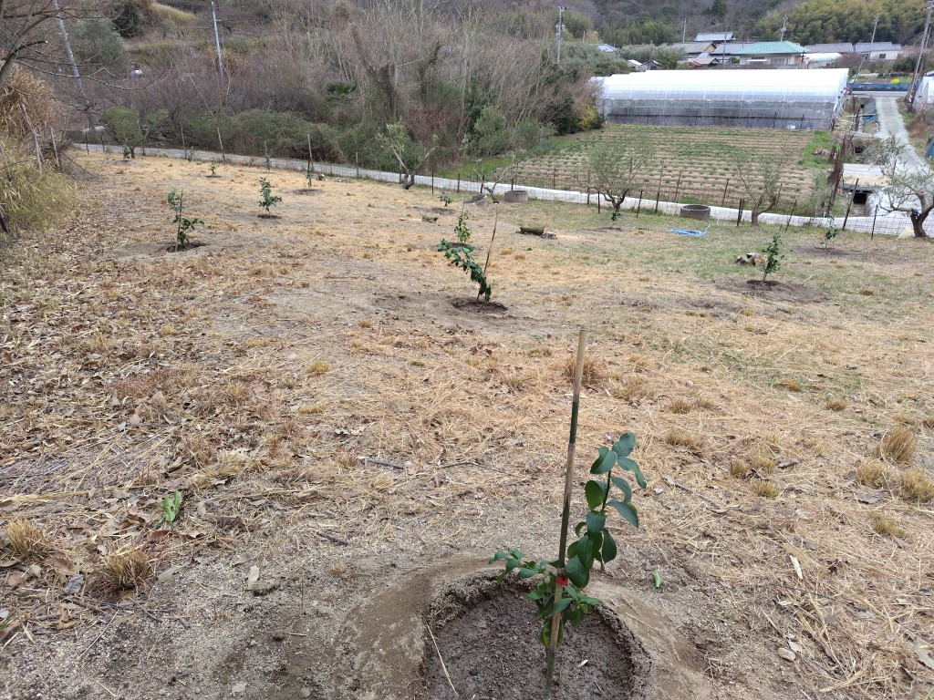 東洋オリーブ tweet media