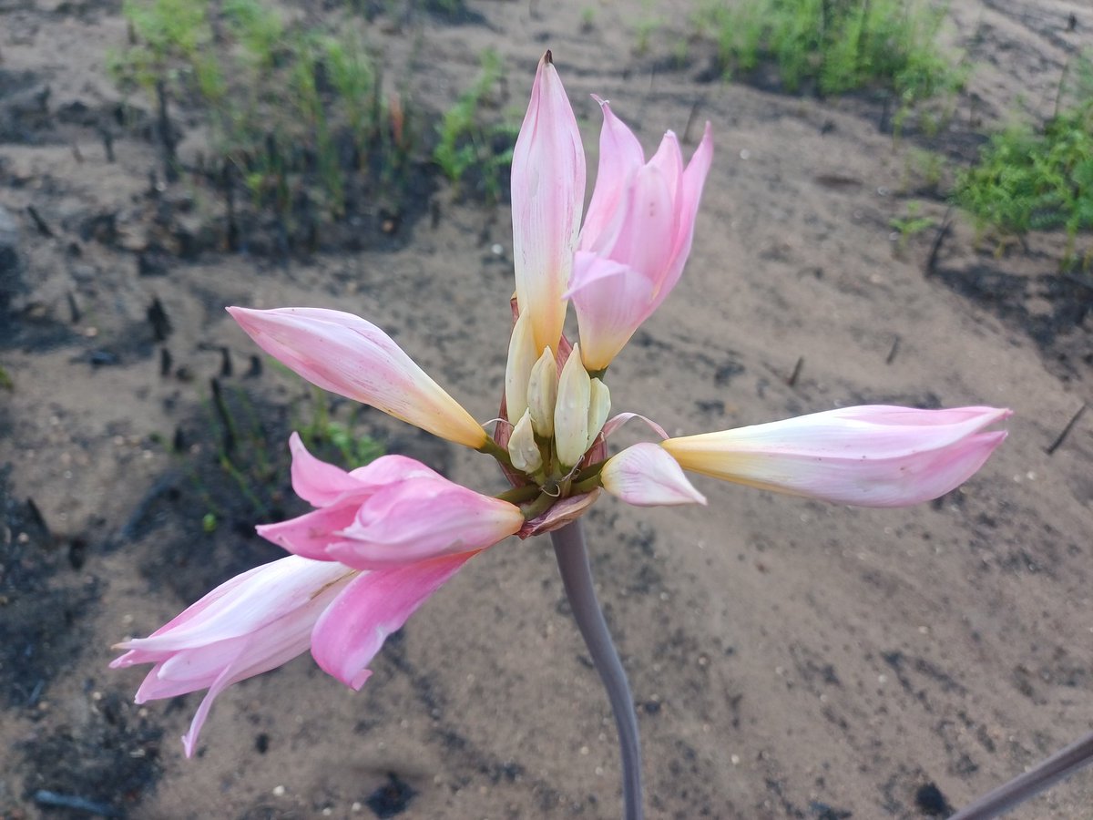 Bowie's Pa tweet media