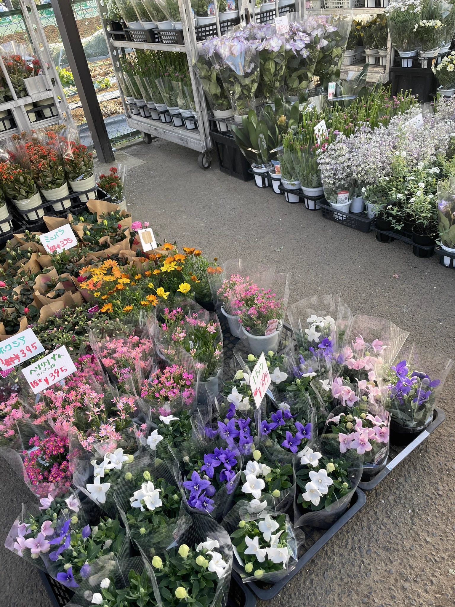 ワールドフラワーすみれが丘店 on X: 