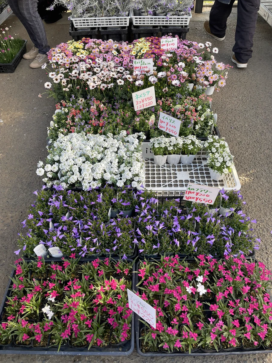 ワーコレ他　まとめ売り　バラ売り❌ ワールドフラワーすみれが丘店 on X: 