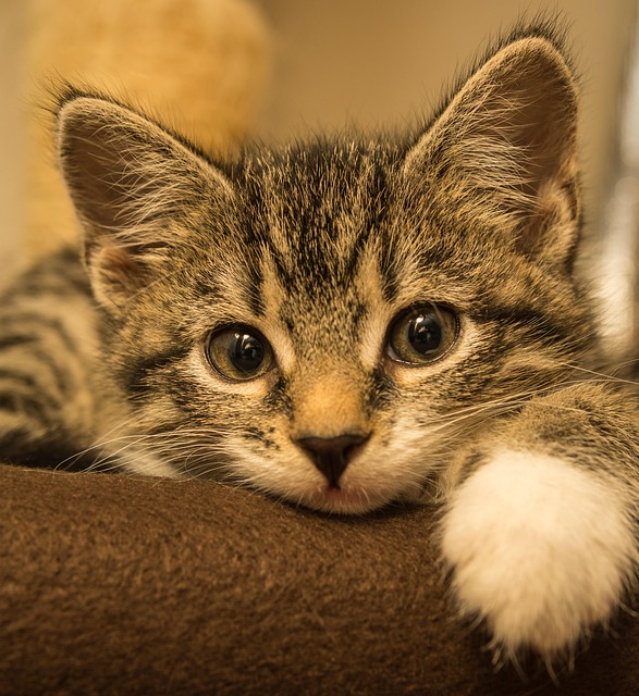 Tony Plump tweet media