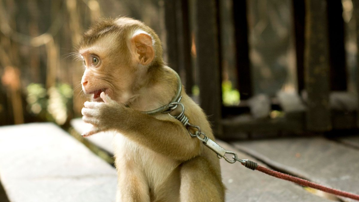 World Animal Protection tweet media