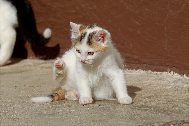 Edward Henderson tweet media