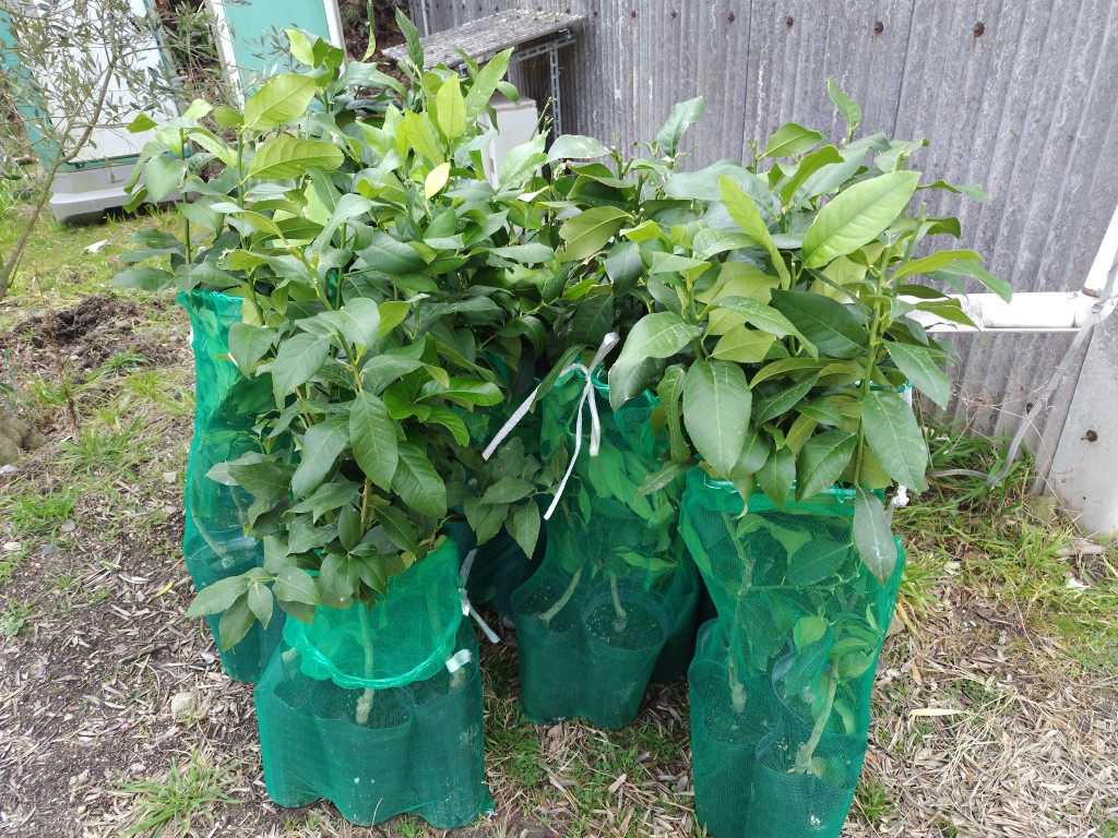 東洋オリーブ tweet media