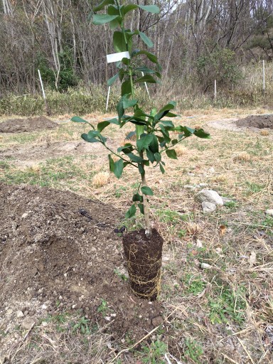 東洋オリーブ tweet media