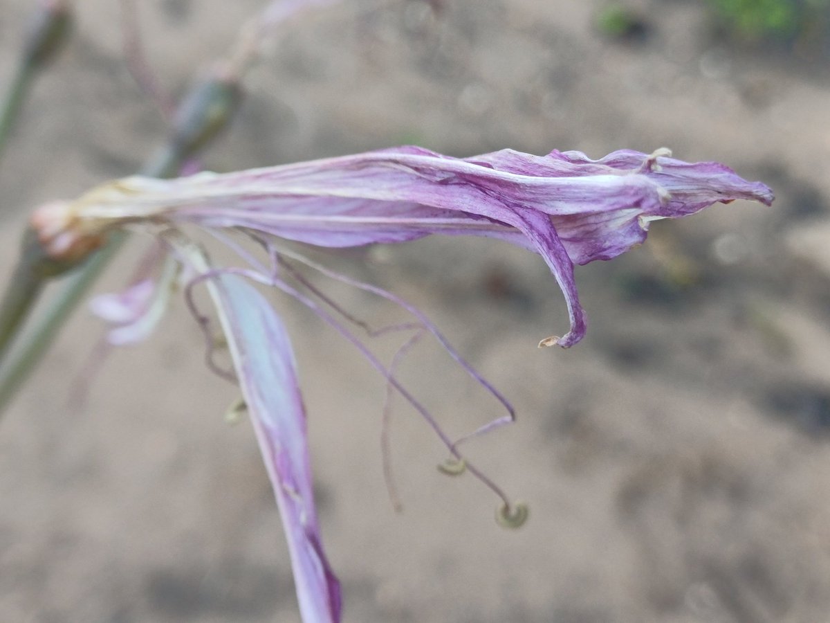 Bowie's Pa tweet media