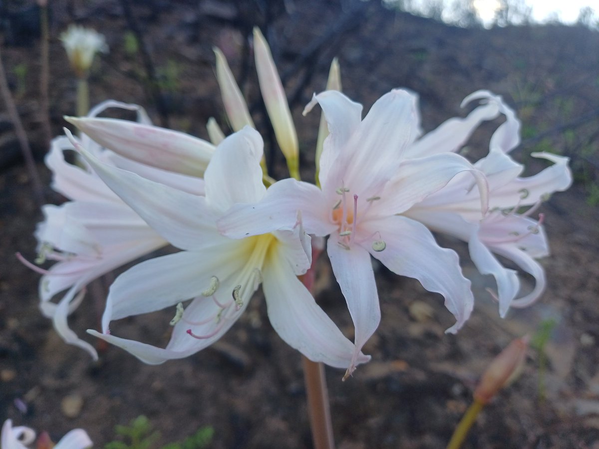 Bowie's Pa tweet media