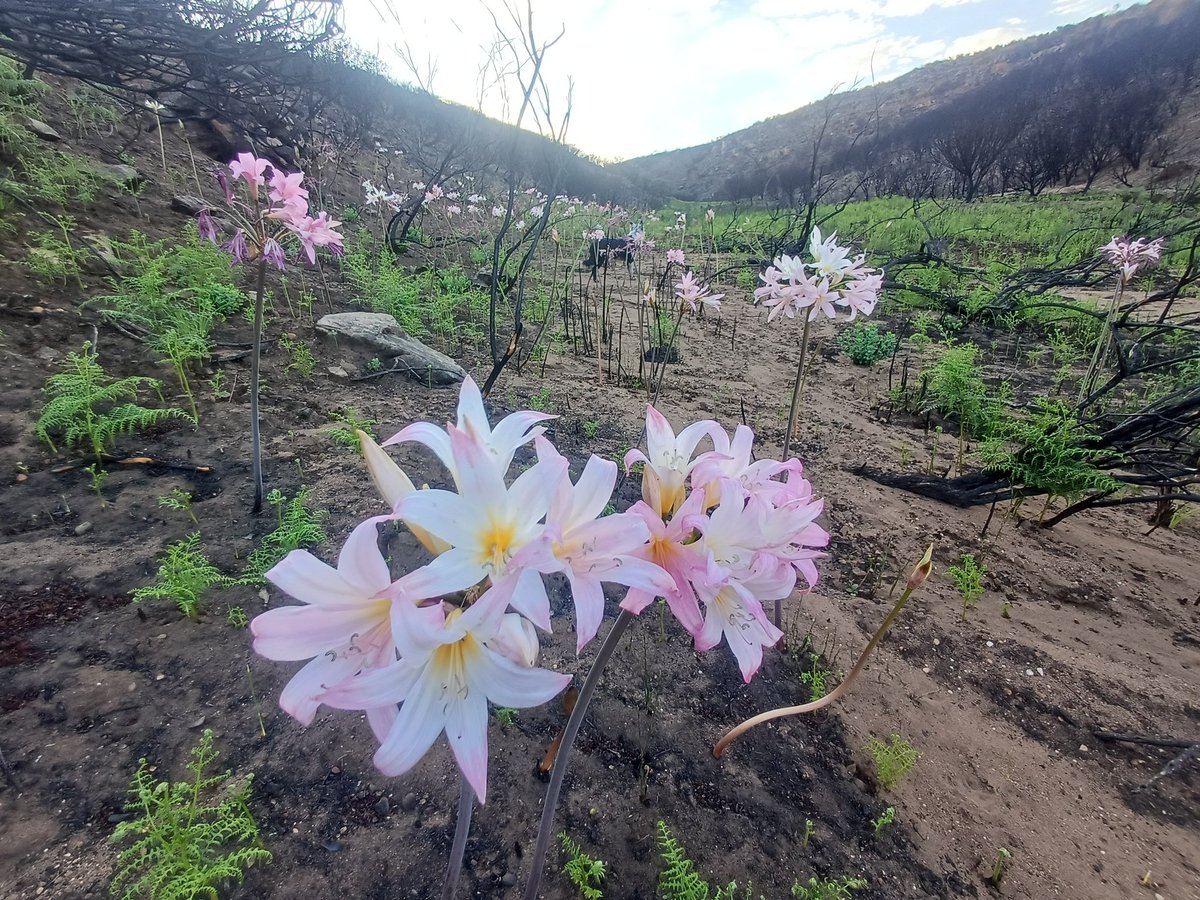 Bowie's Pa tweet media