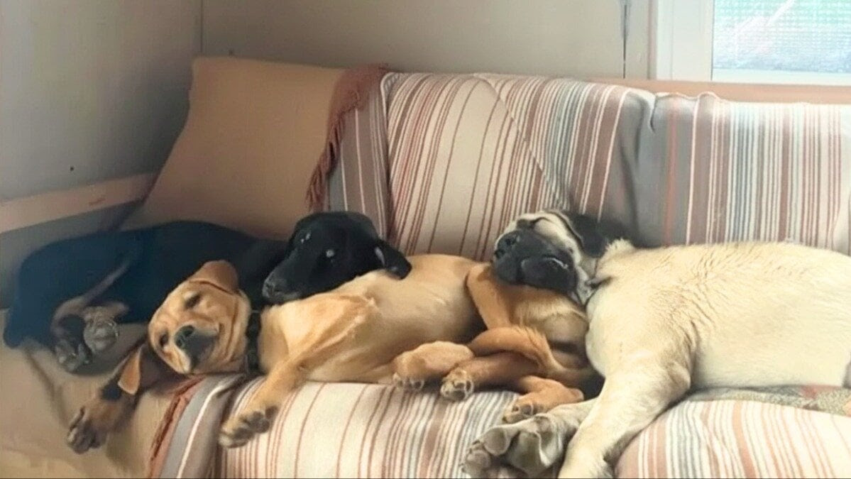 temeldemirer's tweet image. #KadınaÇocuğaHayvanaDokunma #HayvanlarKatlediliyorSusma

#İznik’te Sahipli 3 Köpeğin Zehirlenip,Vurularak Katledilmesinin Üzeri Kapatılmasın

KATLİAMA DUR DE YAŞAM(LARIN)I SAVUN(ALIM) #YasanızıdaYasaklarıdaTanımıyoruz #ZulmeOrtakOlmayacağım
#KatliamYasasınıTanımıyoruz #Uyutma