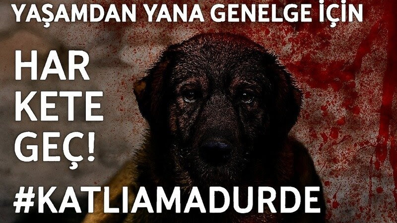 temeldemirer's tweet image. #KadınaÇocuğaHayvanaDokunma #HayvanlarKatlediliyorSusma

#İznik’te Sahipli 3 Köpeğin Zehirlenip,Vurularak Katledilmesinin Üzeri Kapatılmasın

KATLİAMA DUR DE YAŞAM(LARIN)I SAVUN(ALIM) #YasanızıdaYasaklarıdaTanımıyoruz #ZulmeOrtakOlmayacağım
#KatliamYasasınıTanımıyoruz #Uyutma