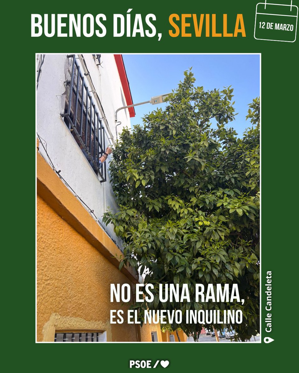 Buenos días.
¿Poda para qué?
#SevillaEnMarchaAtrás
