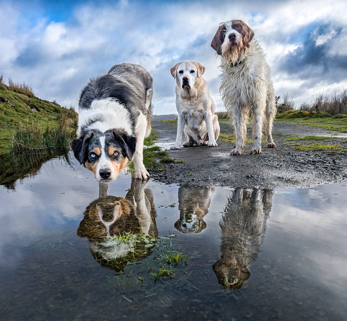 Walkies with the boys!
Malc, Pete and their new friend Monty..
Reflecting on things 🐾🐾🐾