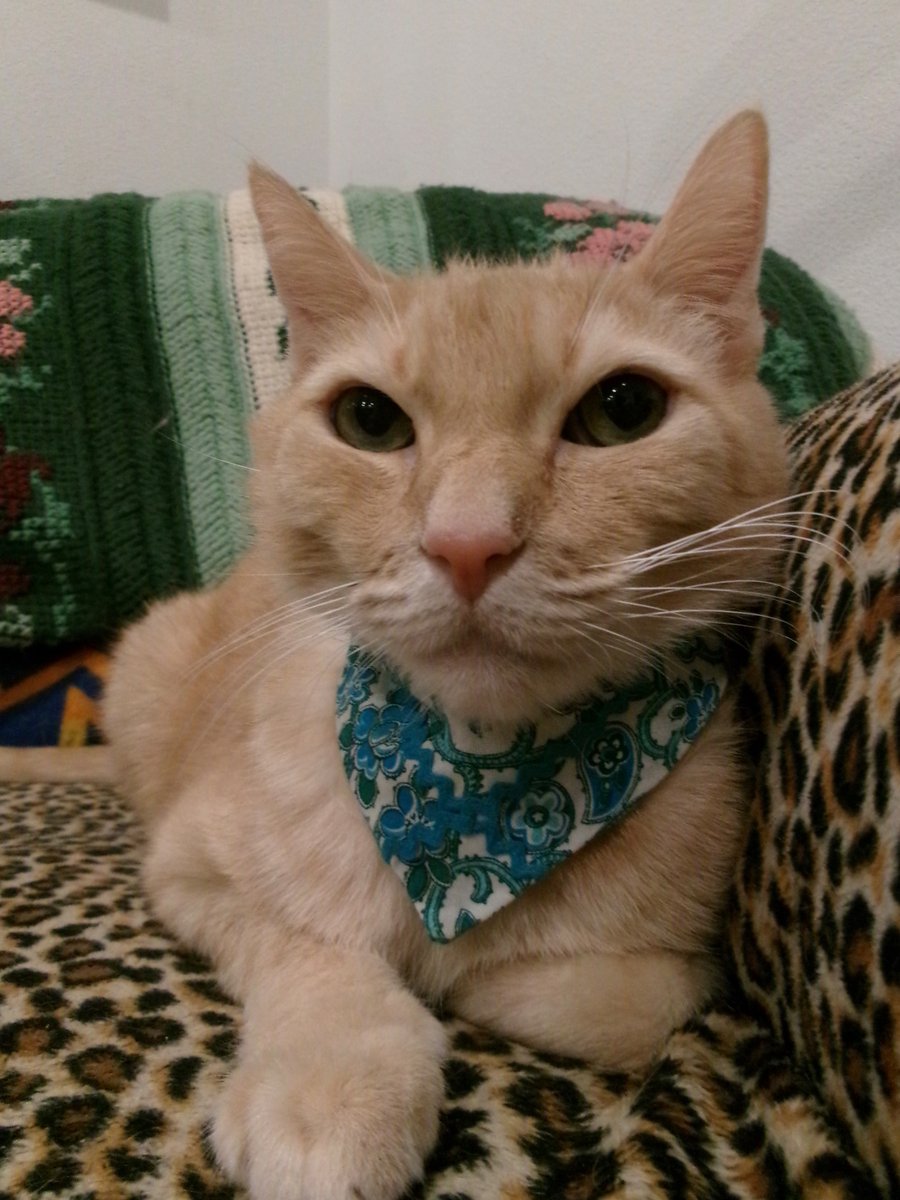 Travis Ford tweet media